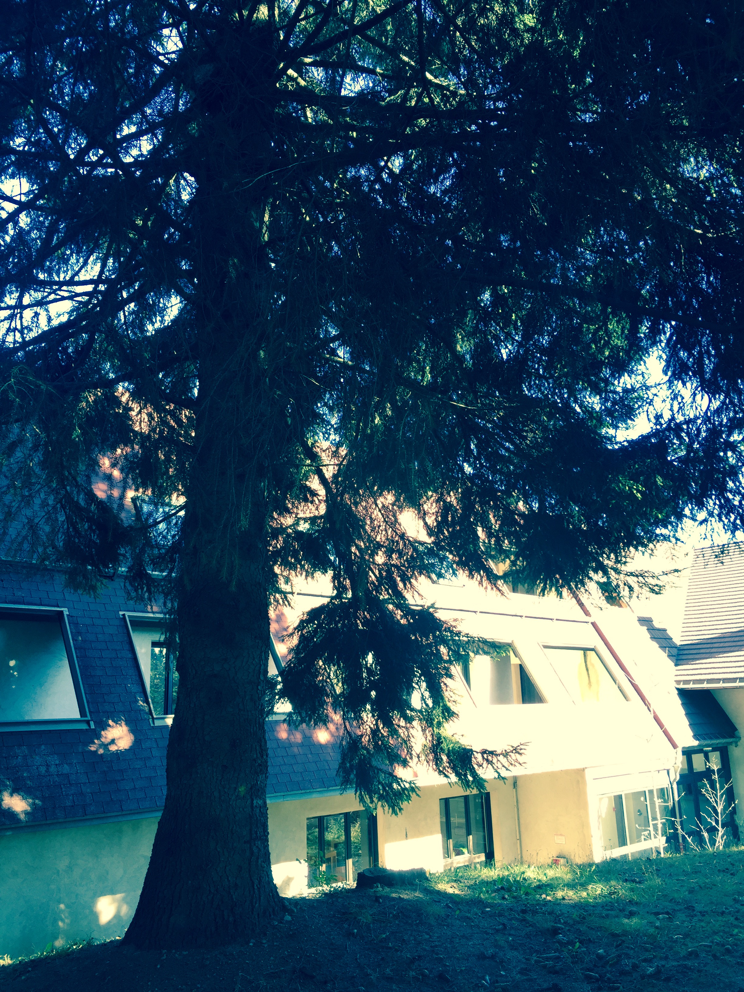 Arbre sur pied
