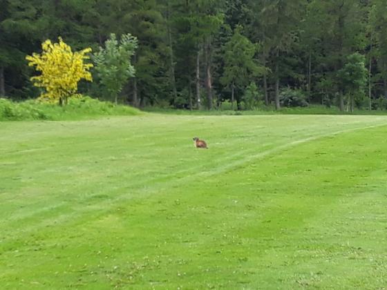 Marmotte sur le parcours de Golf au trou N°8