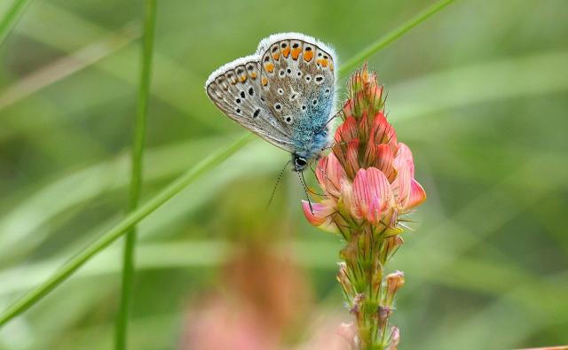 Papillon Azuré 